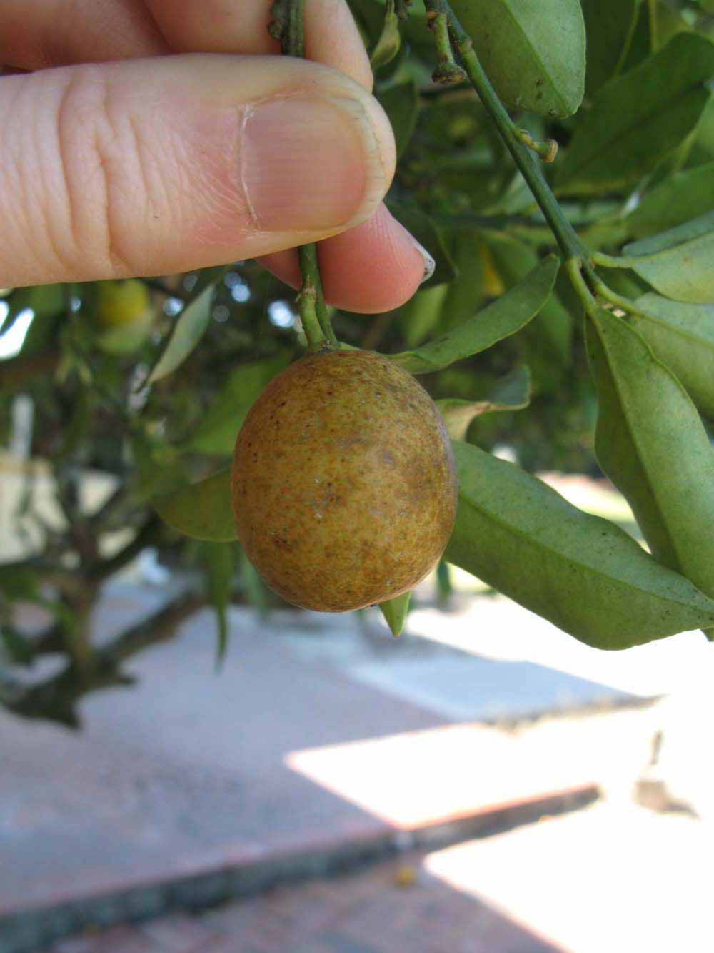              Fruit (Winter Haven, FL)       